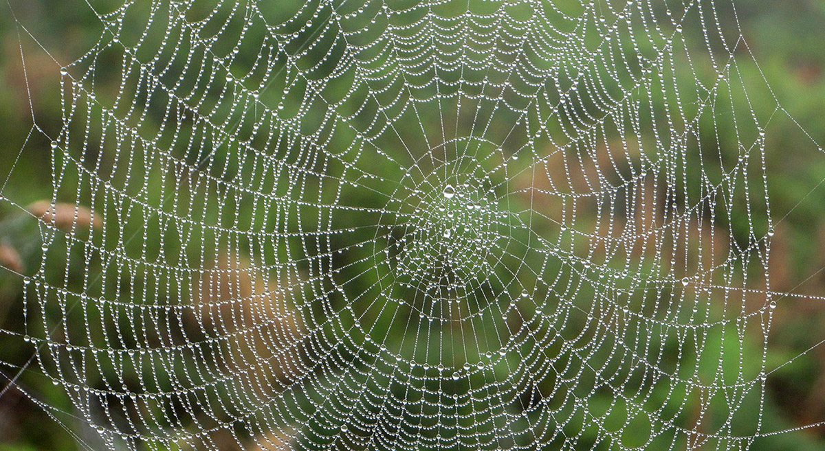 Cobweb-1