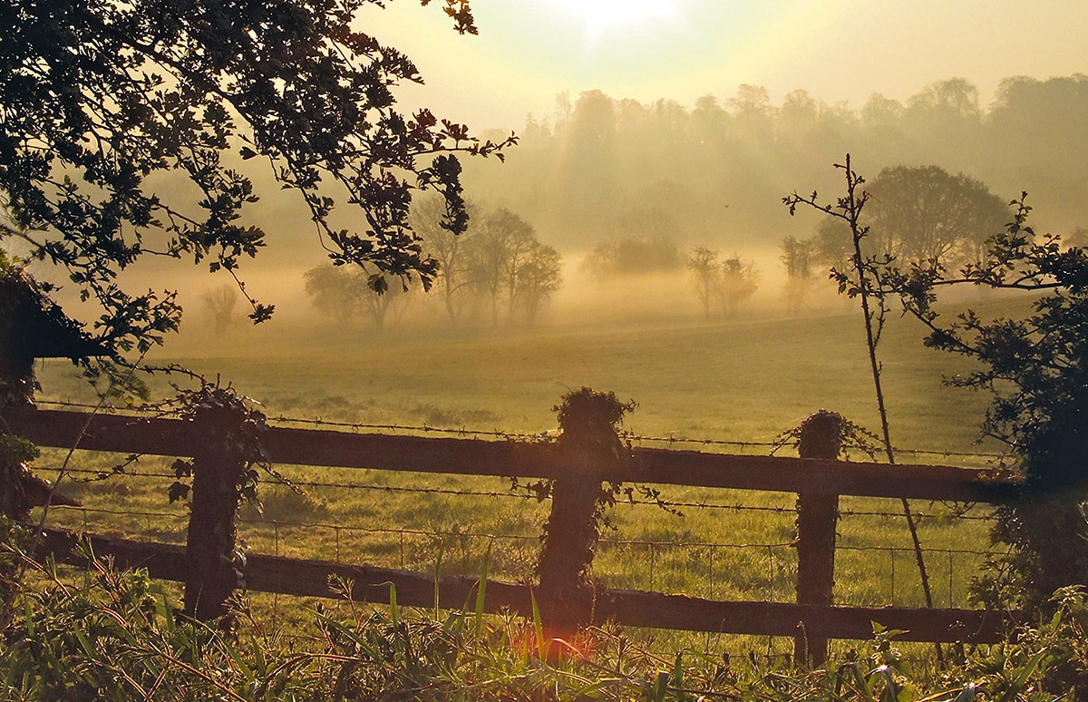 Misty-morning-1